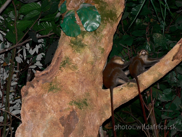 Picture 391.jpg - Moustached Monkey (Cercopithecus cephus).